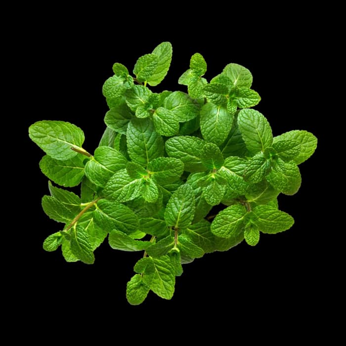 Menthol